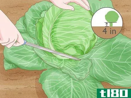 Image titled Harvest Cabbage Step 4