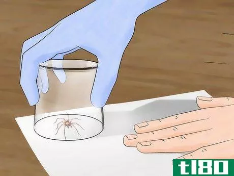 Image titled Get Rid of Wolf Spiders Step 17