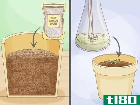 Image titled Grow Orchids from Seeds Step 15