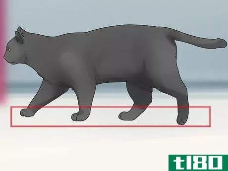 Image titled Identify a Bombay Cat Step 5