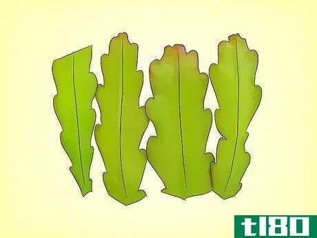 如何种植昙花仙人掌(grow epiphyllum cactus)