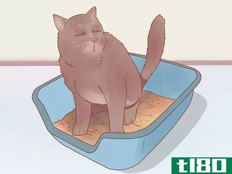 Image titled Know if Your Cat Is Sick Step 3