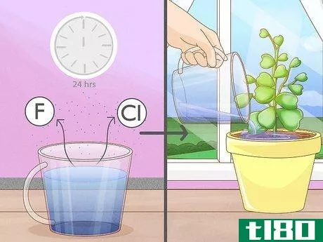 Image titled Get a Hoya Plant to Bloom Step 4