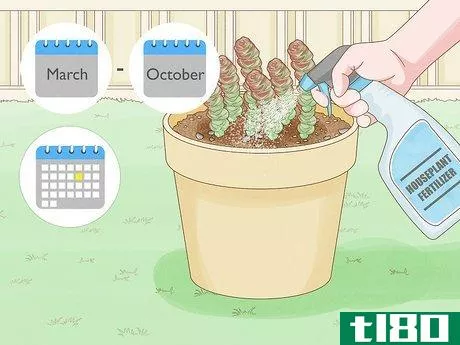 Image titled Grow Succulents Outdoors Step 11
