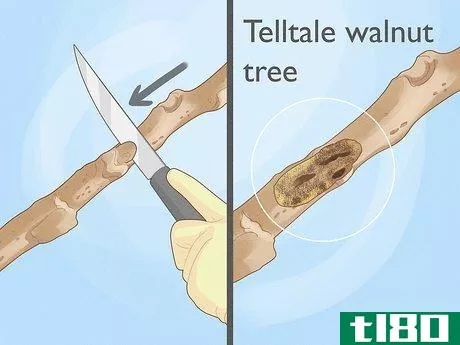 Image titled Identify a Black Walnut Tree Step 8