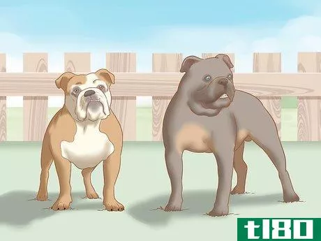 Image titled Identify an English Bulldog Step 3