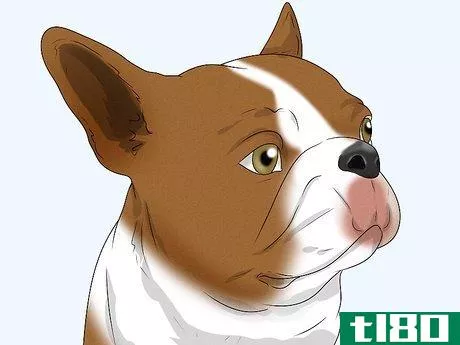 Image titled Identify a Boston Terrier Step 2