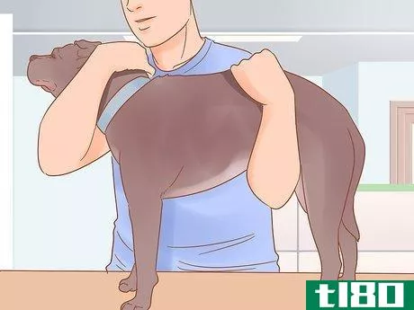 Image titled Get Rid of Tapeworms in Your Pets Step 6