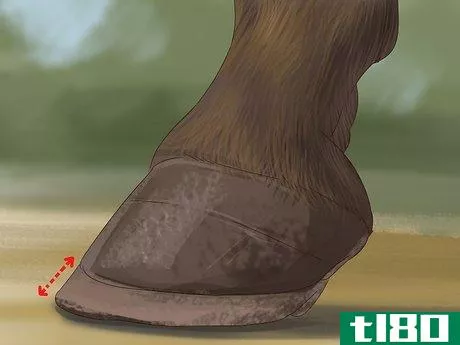 Image titled Know if Your Horse Needs Shoes Step 13