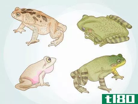 如何除掉青蛙(get rid of frogs)