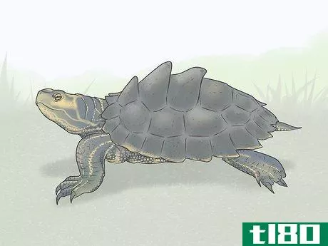 Image titled Identify Turtles Step 5