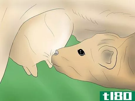 Image titled Help a Cow Give Birth Step 8