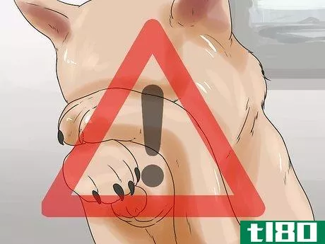 Image titled Give Your Dog Eye Drops Step 13