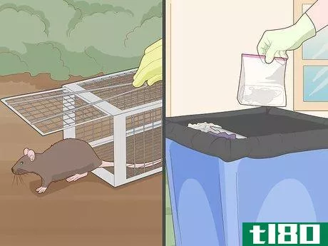 Image titled Get Rid of Rats Without Harming the Environment Step 6