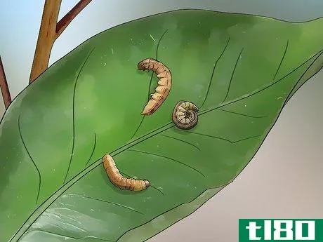Image titled Control Armyworms Step 6