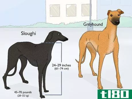 Image titled Identify a Greyhound Step 17