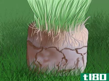 Image titled Get and Maintain a Healthy Lawn Step 16