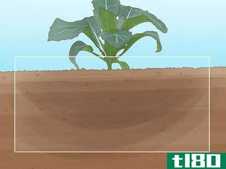 Image titled Grow Kale Step 15