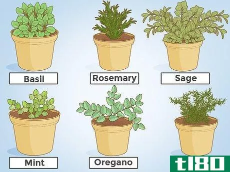 如何种植草药(grow herbs)
