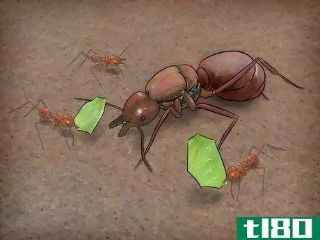 如何识别蚁后(identify a queen ant)
