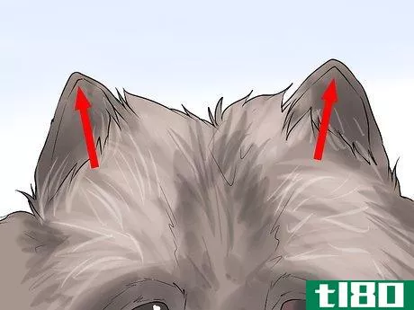 Image titled Identify a Keeshond Step 4