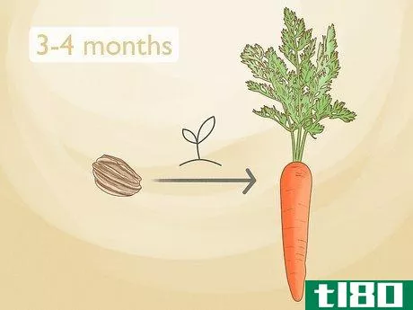 如何收获胡萝卜(harvest carrots)