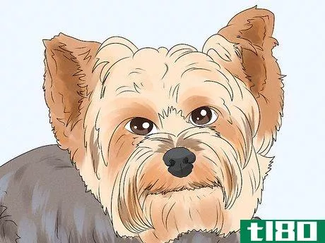 Image titled Identify a Yorkshire Terrier Step 4
