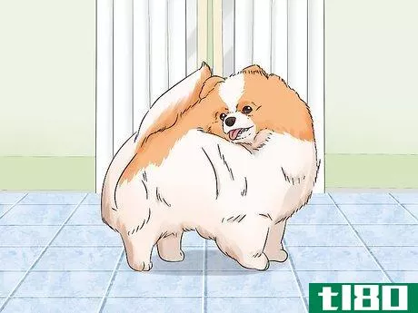 Image titled Identify a Pomeranian Step 6