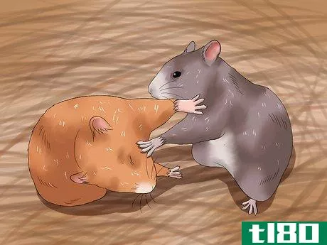 Image titled Get Hamsters to Stop Fighting Step 6