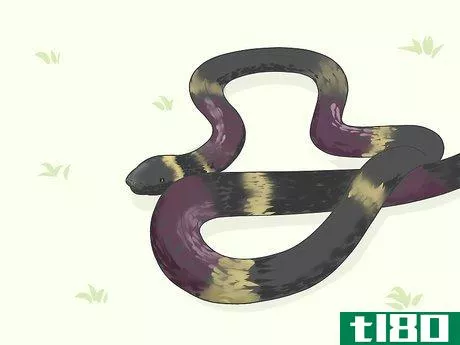 如何识别蛇(identify snakes)