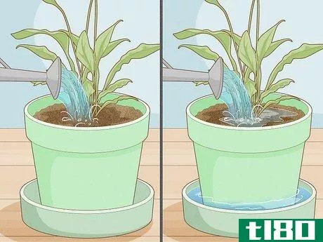 Image titled Get Rid of Gnats in Houseplants Step 11