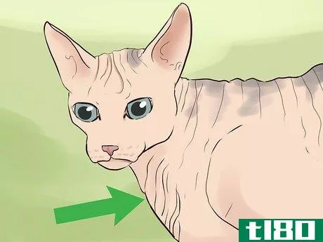 Image titled Identify a Sphynx Cat Step 1