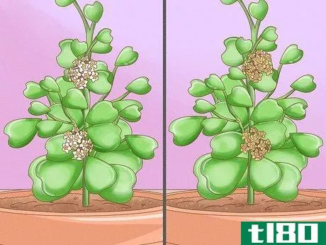 Image titled Get a Hoya Plant to Bloom Step 16