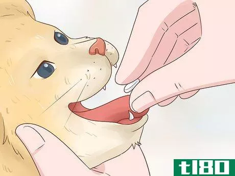 Image titled Give Atenolol to Cats with Heart Disease Step 6