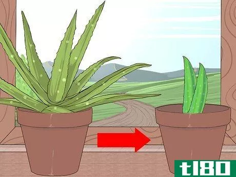 Image titled Grow and Use Aloe Vera for Medicinal Purposes Step 5