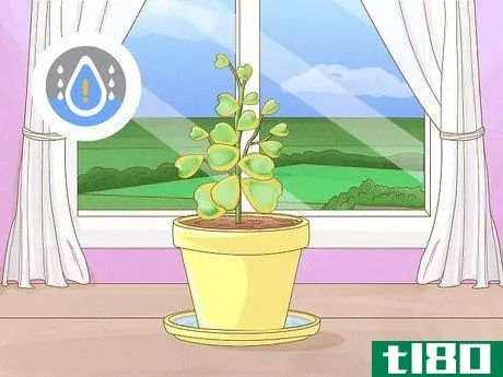 Image titled Get a Hoya Plant to Bloom Step 8