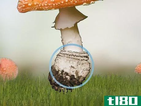Image titled Identify Poisonous Mushrooms Step 5