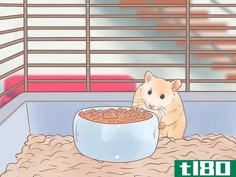 Image titled Introduce a New Hamster to Your Home Step 13