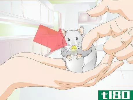 Image titled Get a Hamster to Sleep Step 14