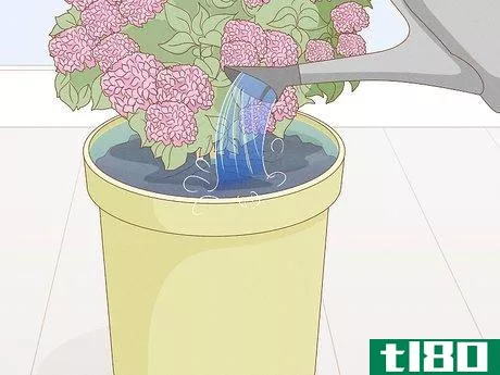 Image titled Grow Hydrangeas in a Pot Step 9