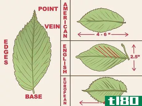 如何辨认一棵榆树(identify an elm tree)