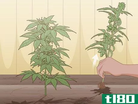 Image titled Identify Female and Male Marijuana Plants Step 9