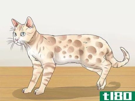 Image titled Identify a Bengal Cat Step 1