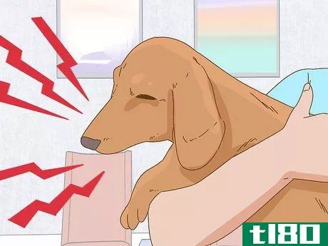 Image titled Hold a Dachshund Properly Step 10