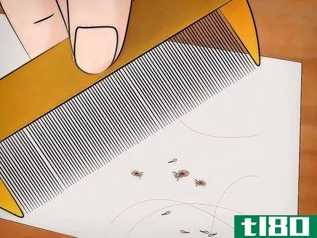Image titled Get Rid of Super Lice Step 16
