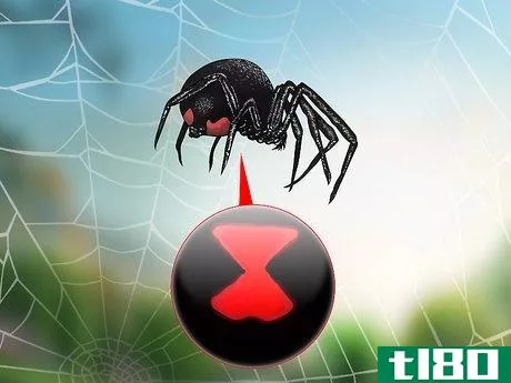 如何识别黑寡妇蜘蛛(identify a black widow spider)