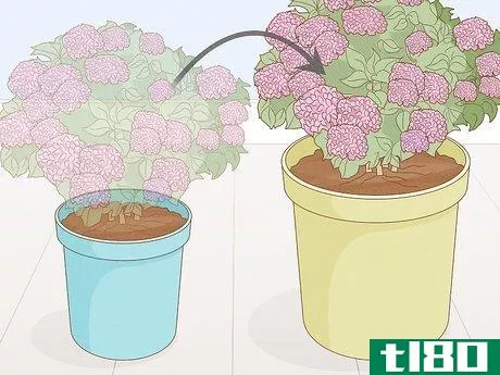 Image titled Grow Hydrangeas in a Pot Step 6