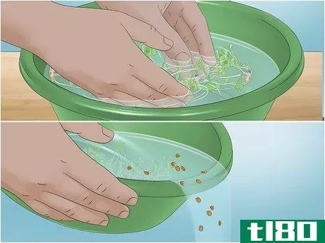 Image titled Grow Alfalfa Sprouts Step 21