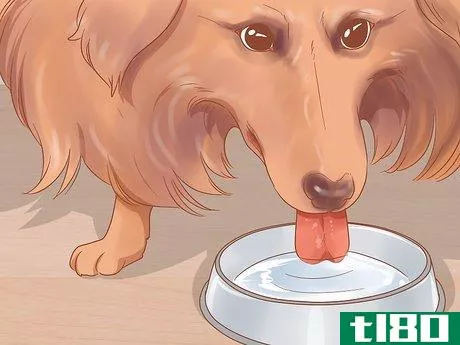 Image titled Know When Your Dog is Sick Step 6