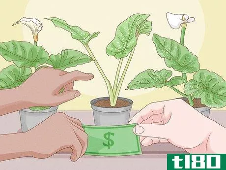 如何种植巨大的马蹄莲(grow giant calla lily)